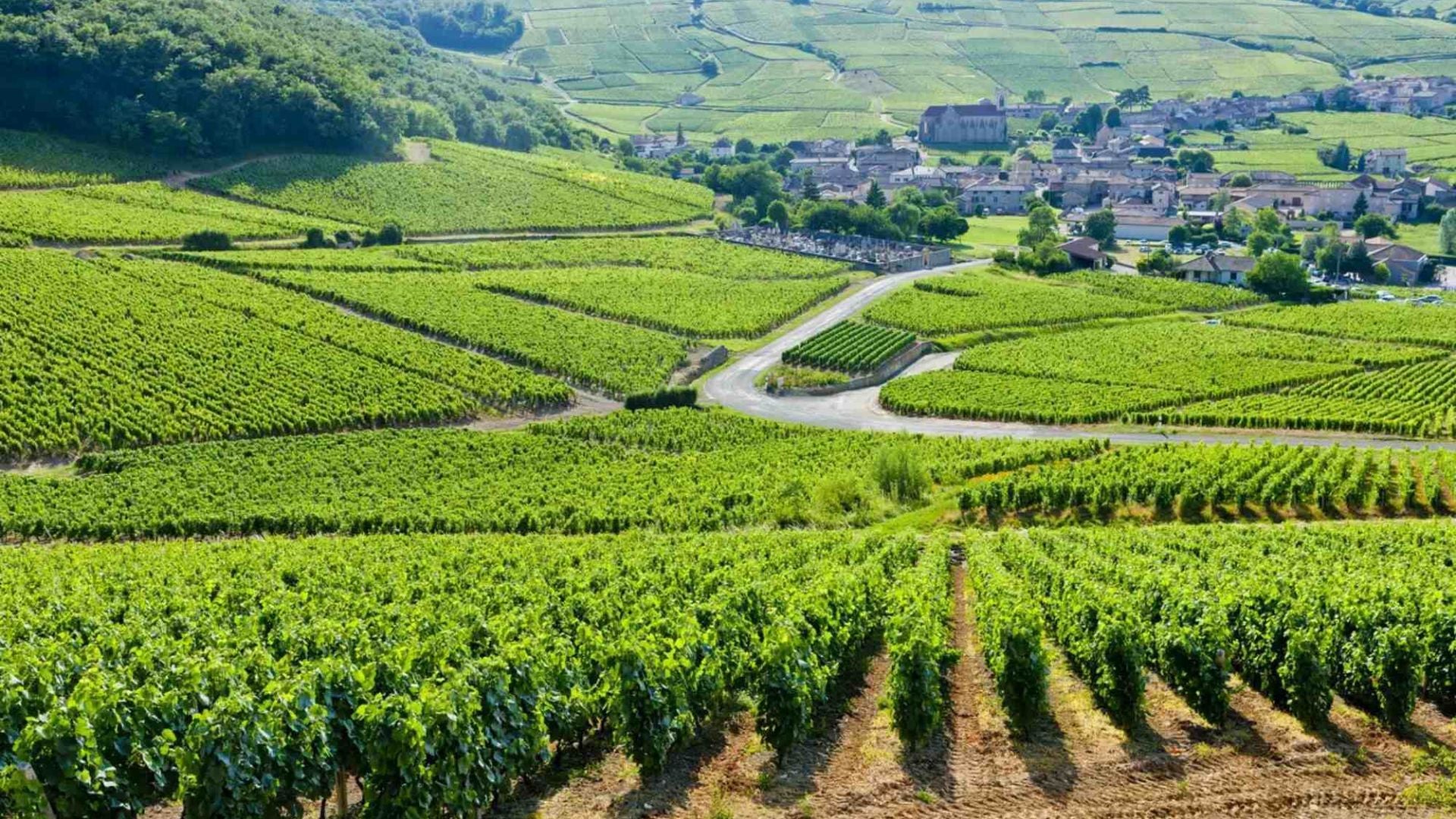 Tolle Weine