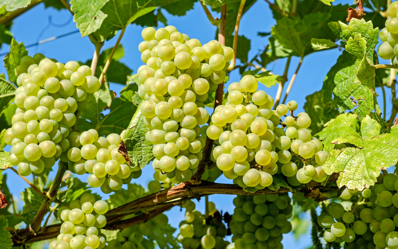 Tolle Weine