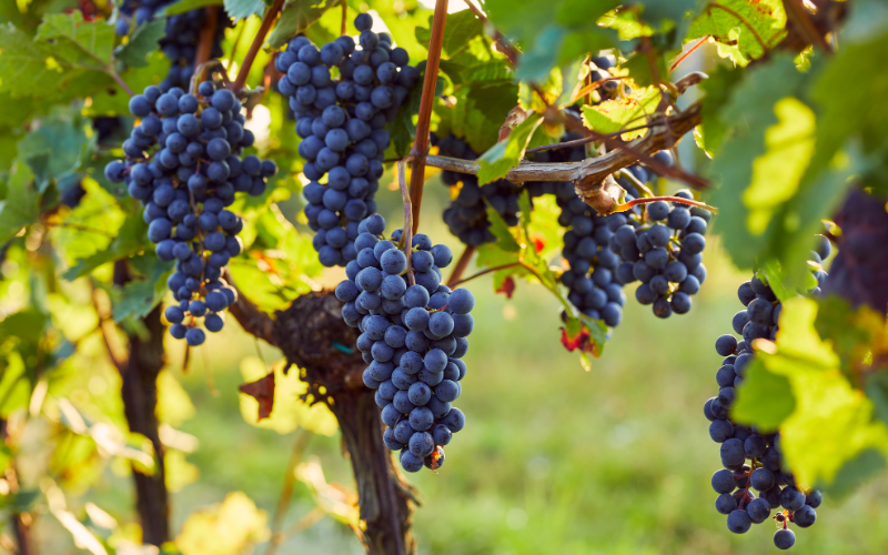Dunkelblaue Weintrauben hängen zwischen grünen Blättern an einer sonnenbeschienenen Weinrebe.