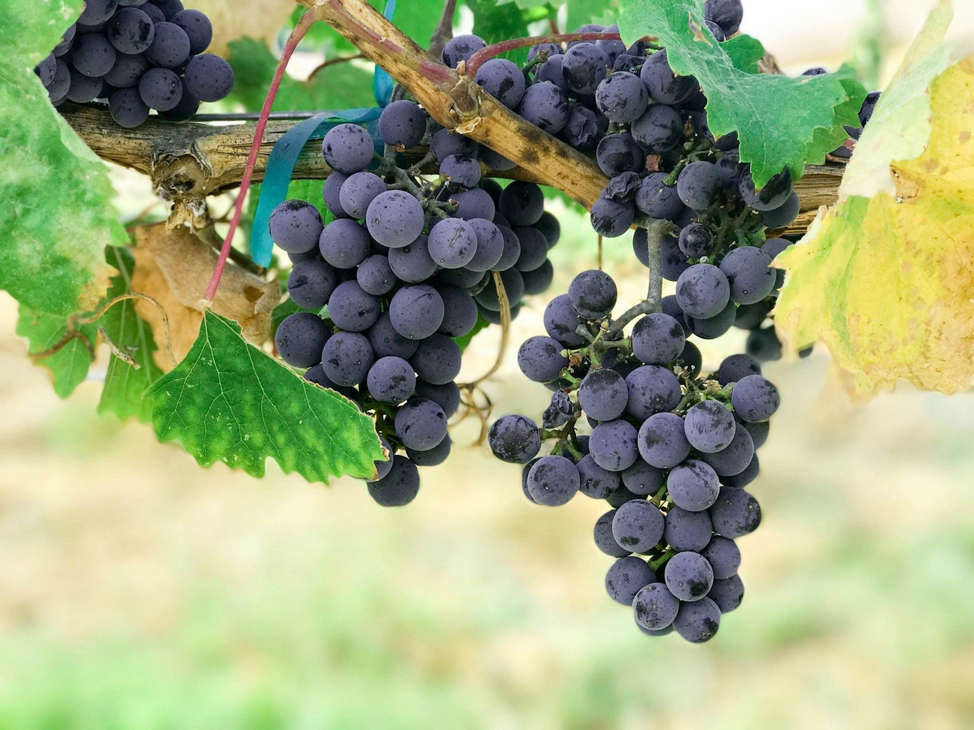 Sangiovese